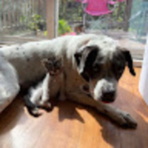 Meet your Posher, Phoenix